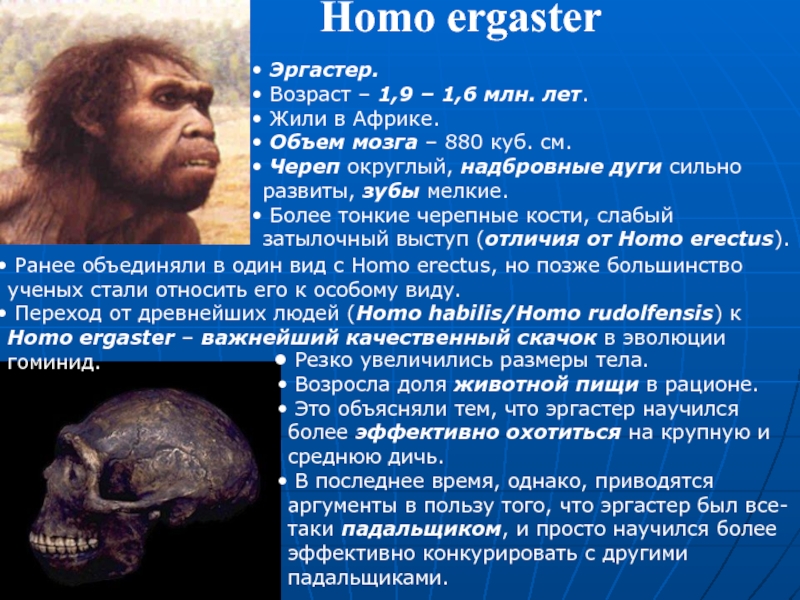 Объем мозга человека прямоходящего. Человек работающий homo ergaster. Хомо эргастер характеристики.