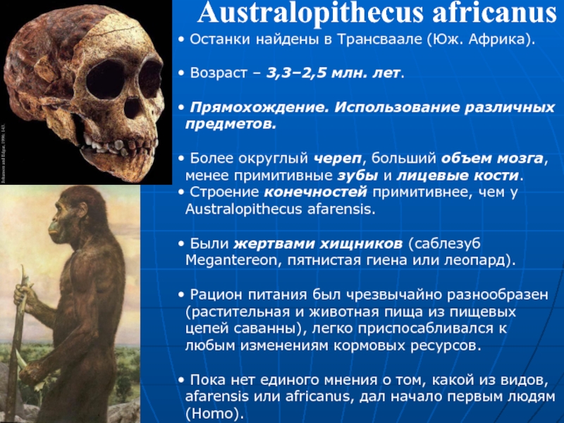 Австралопитеки прямохождение. Австралопитек прямохождение. Австралопитек афаренсис. Australopithecus Afarensis (австралопитек афарский).