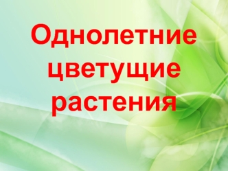 Однолетние цветущие растения