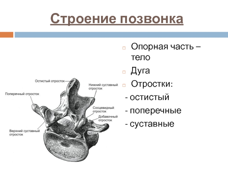 Строение позвонка. Строения позвонка анатомия дуги. Строение позвонка отростки. Строение позвонка основные части. Позвонок анатомия поперечные отростки.