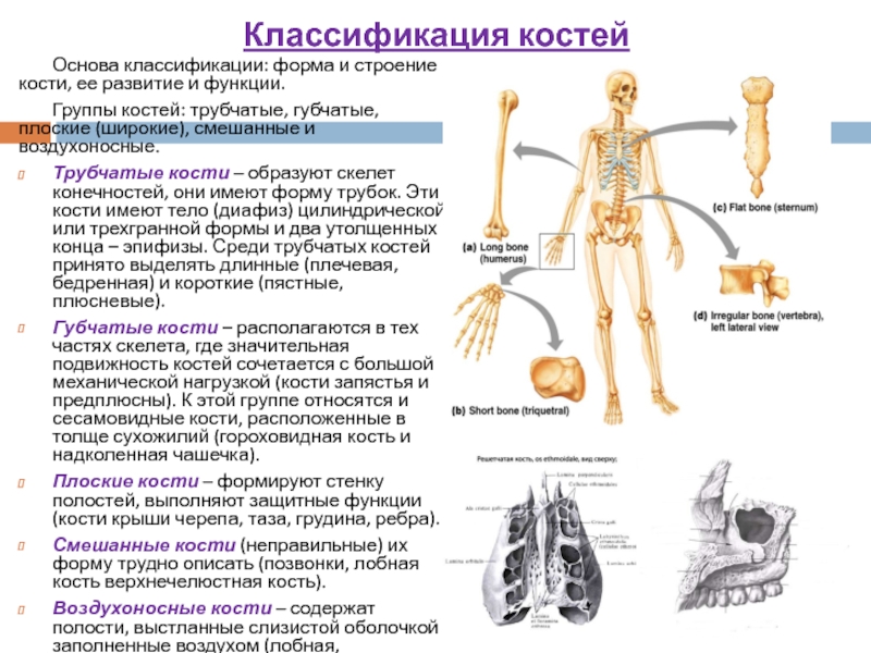 Развитие стр. Классификация костей трубчатые губчатые. Классификация костей воздухоносные кости. Классификация костей трубчатые губчатые плоские и смешанные кости. Классификация костей по строению и функции.