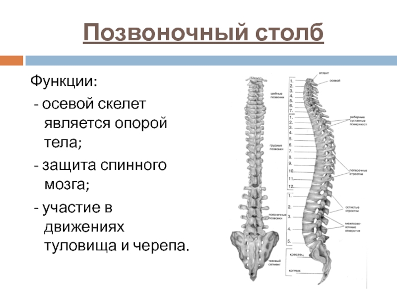 Скелет позвонка. Осевой скелет хорда Позвоночный столб. Осевой скелет позвоночник. Строение функции осевого скелета.. Скелет туловища осевой скелет.