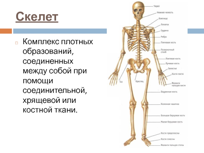 Костная система презентация