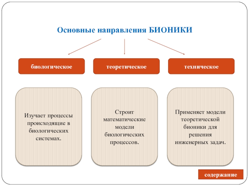 Процессы происходящие в системе. Основные направления бионики. Основные направления науки Бионика. Биологическое направление бионики. Основные направления работ в бионике.