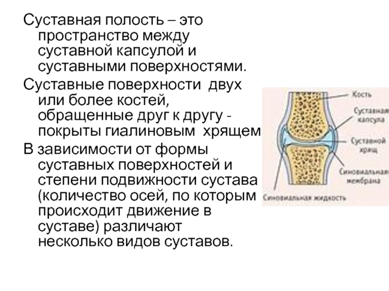 Полость сустава. Суставной гиалиновый хрящ толщина норма. Толщина гиалинового хряща коленного сустава таблица. Строение суставной полости. Гиалиновый хрящ коленного сустава норма.