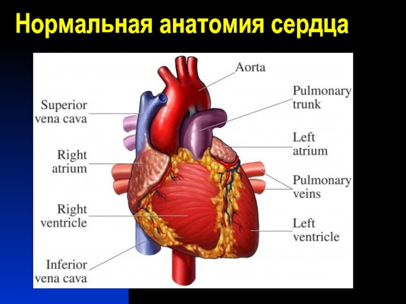 Сердце человека картинка анатомия