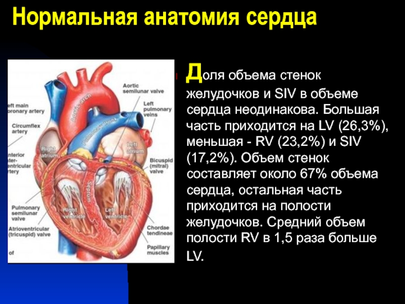 Сердечный объем. Нормальная анатомия сердца. Сердце для презентации. Объем желудочков сердца. Перегородки сердца анатомия.