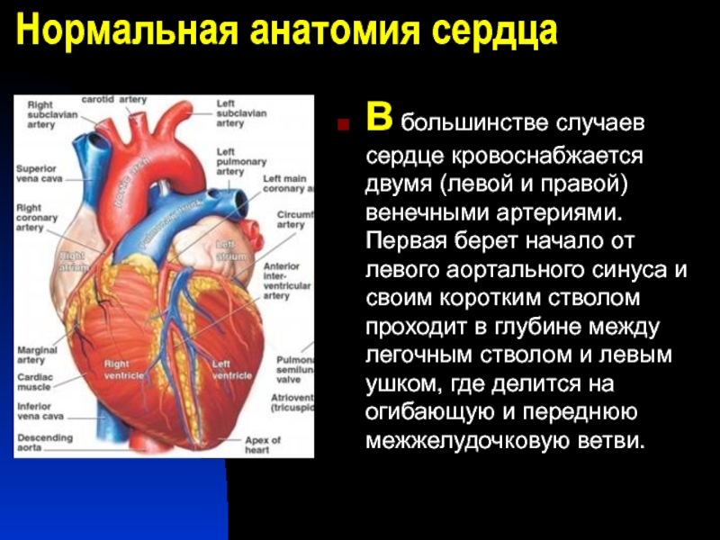 2 левой. Венечный синус сердца располагается. Нормальная анатомия сердца. Отверстие венечного синуса сердца. Венечный синус сердца впадает в.