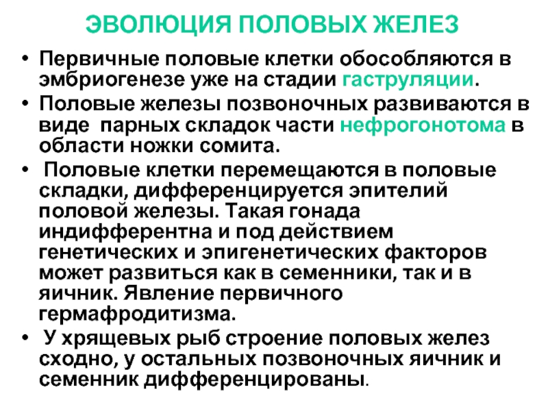 Первичный пол. Эволюция половых желез позвоночных. Эволюция слюнных желез позвоночных.