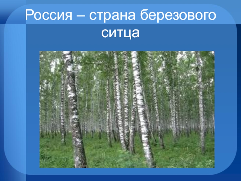 Есенин березовый ситец. Презентация певец березового ситца. Стих Страна березового ситца. Березовый ситец.