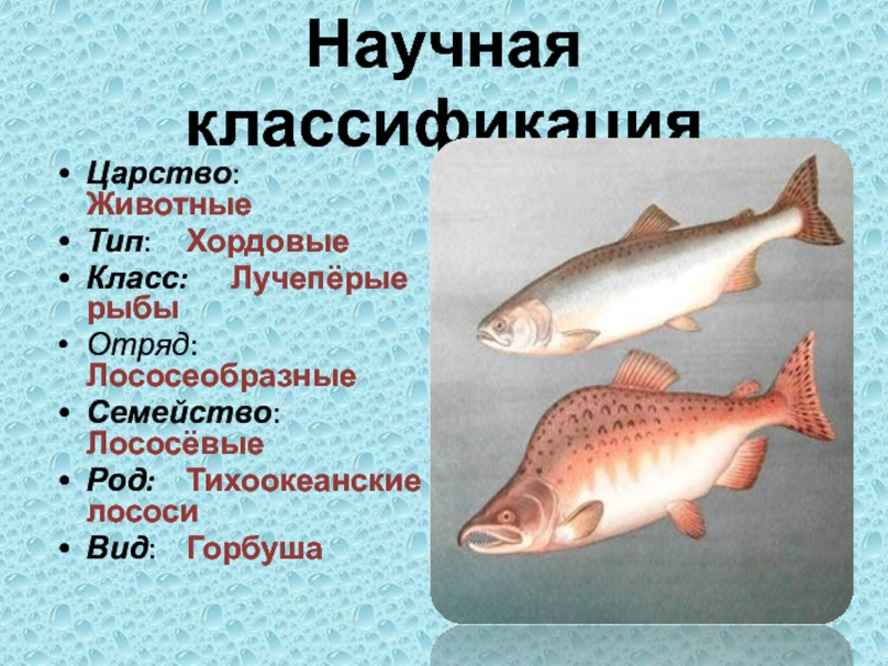 Лососевые рыбы по ценности. Лососеобразные рыбы. Рыбы семейства лососевых названия. Отряд Лососеобразные.