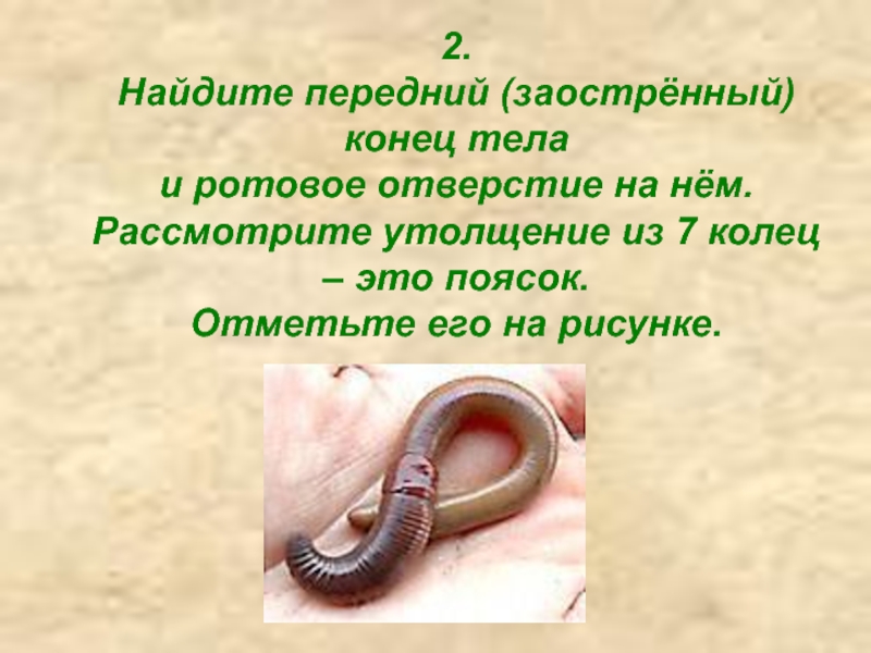Ротовое отверстие червя. Передний конец тела червя. Передний конец тела это. Передний конец тела дождевого червя. Передний заострённый конец тела червя.