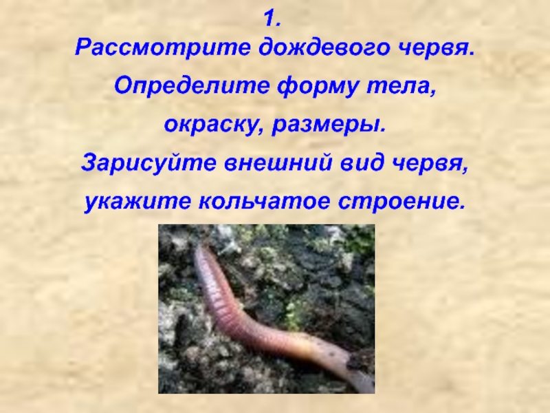 Форма кольчатых червей. Форма тела дождевого червя. Форма тела червя дождевого окрас. Форма теладождегого червя. Окраска тела дождевого червя.