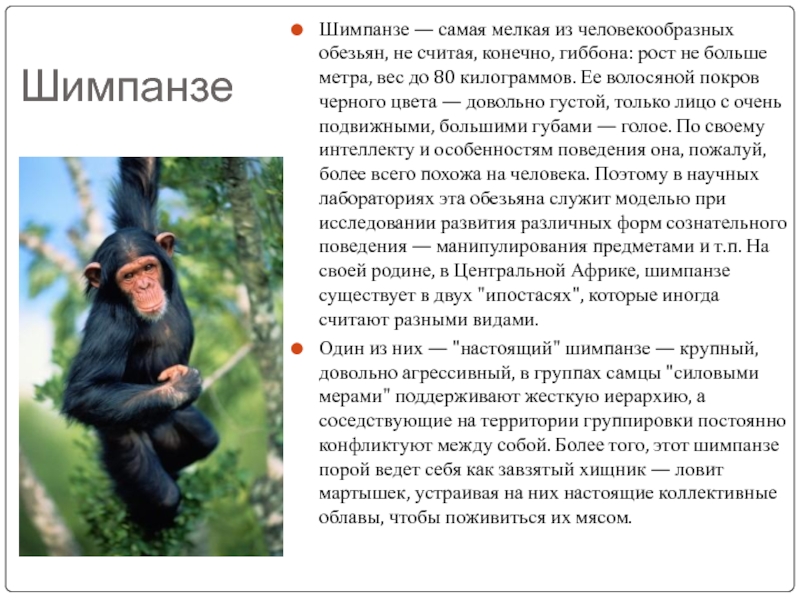 Краткое содержание обезьянка 3 класс. Шимпанзе описание. Доклад про обезьян. Интересные факты о шимпанзе. Интересные факты о обезьнках.