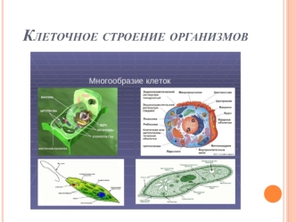 Клеточное строение организмов