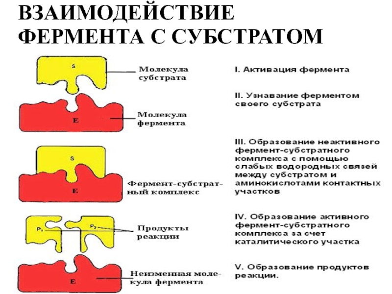 Как сделать ферментом. Взаимодействие фермента с субстратом. Схема взаимодействия фермента с субстратом. Гипотезы взаимодействия фермента с субстратом. Модели взаимодействия фермента с субстратом.