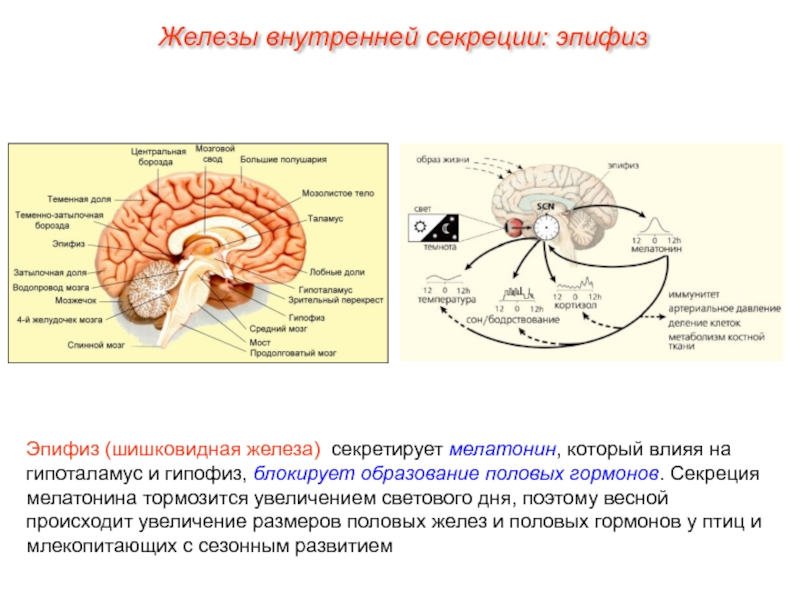 Гипофиз функции мозг. Таламус гипоталамус эпифиз. Функции желез внутренней секреции эпифиз. Таблица эндокринная система эпифиз. Железы внутренней секреции гипофиз гормоны.