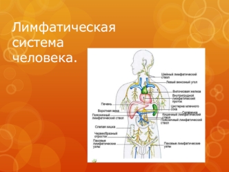 Лимфатическая система человека