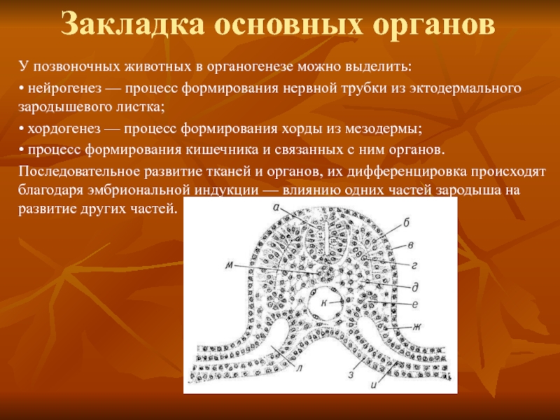 Закладка основных органов У позвоночных животных в органогенезе можно выделить: • нейрогенез —