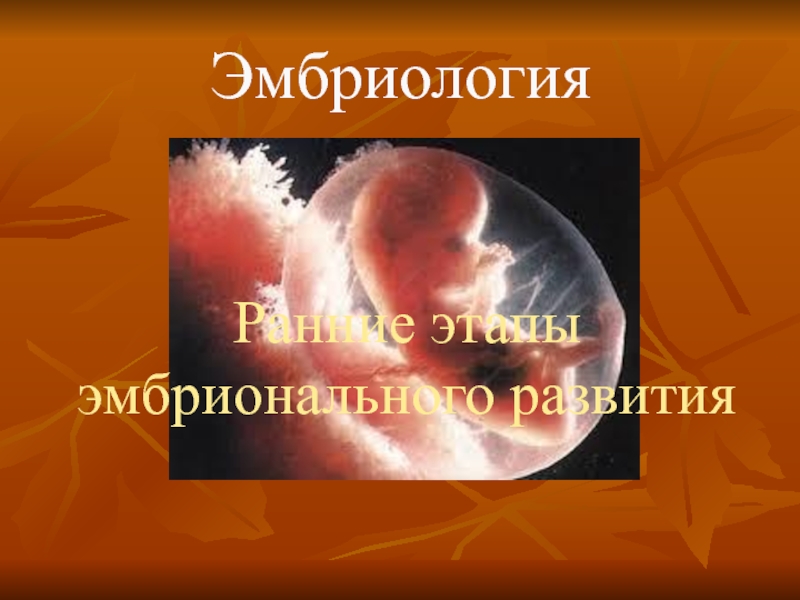 Ранние этапы эмбрионального развития Эмбриология