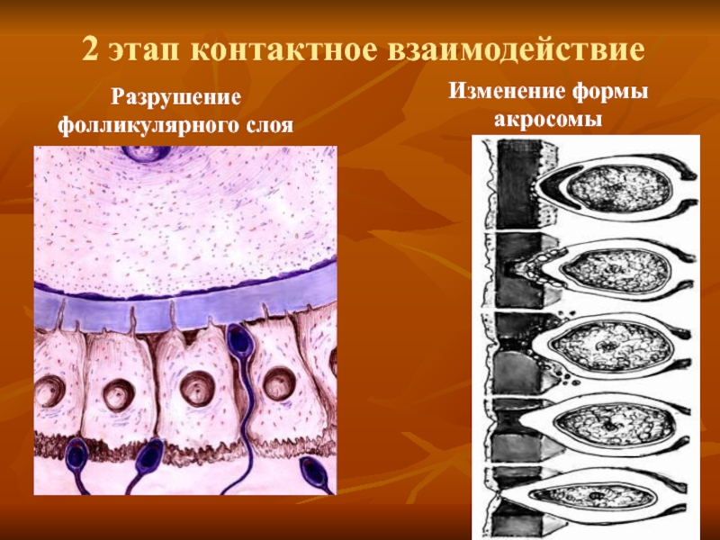 2 этап контактное взаимодействие Разрушение фолликулярного слоя  Изменение формы акросомы