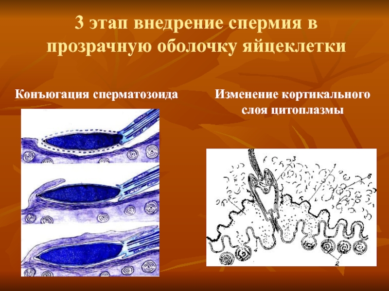 3 этап внедрение спермия в прозрачную оболочку яйцеклетки Изменение кортикального слоя цитоплазмы