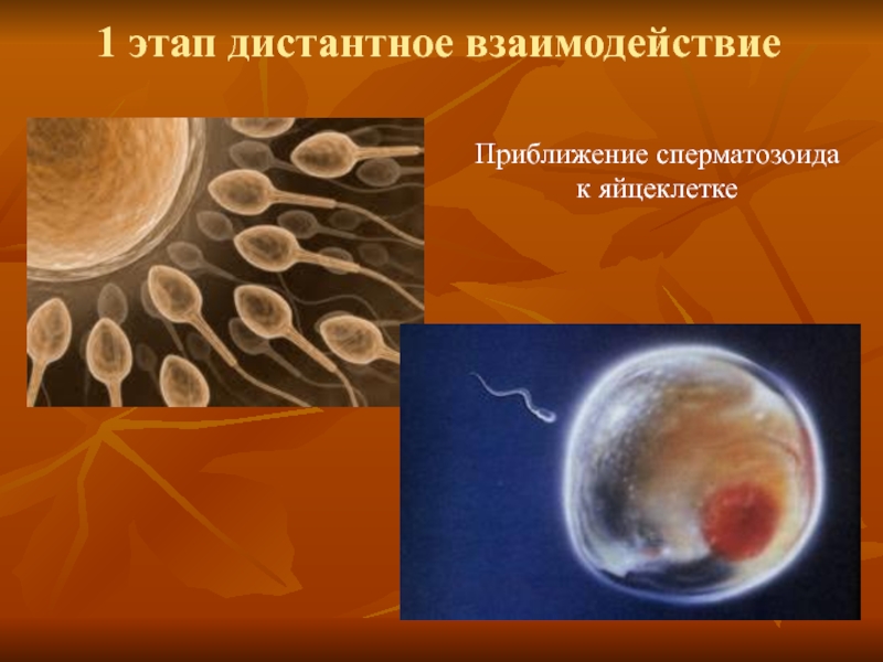 1 этап дистантное взаимодействие Приближение сперматозоида к яйцеклетке