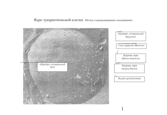 Ядро эукариотической клетки. Метод замораживания-скалывания.