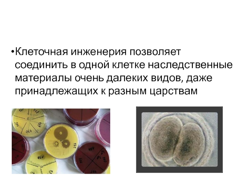 Презентация пименов селекция микроорганизмов