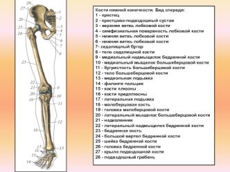 Кости нижних конечностей