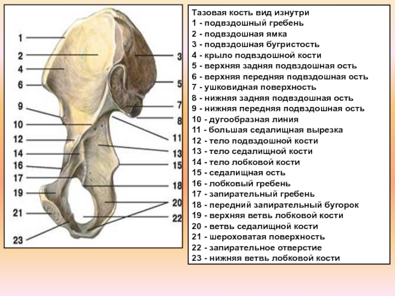 Подвздошной кости 2. Анатомия крыла подвздошной кости. Ость гребня подвздошной кости. Тазовая кость правая вид спереди. Кости таза атлас.