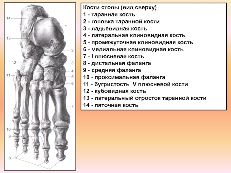 Кости стопы анатомия человека рисунок с подписями