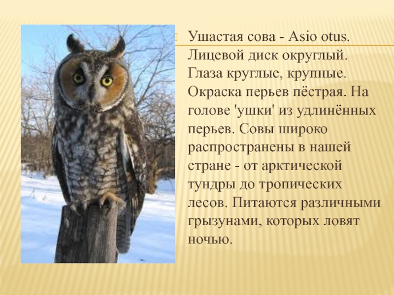 Проект про сову 4 класс