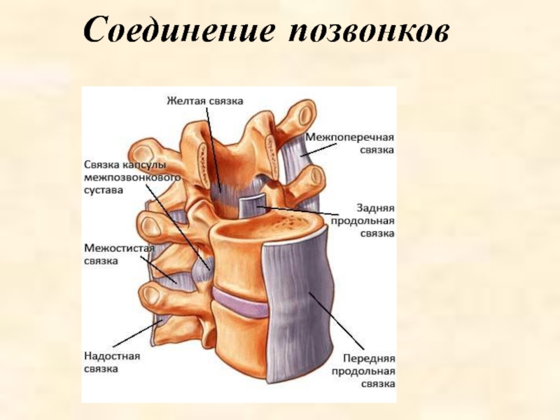 Соединения позвоночника суставы. Соединения позвонков анатомия дугоотростчатые суставы. Полуподвижное соединение позвонков. Дугоотросчатые суставы позвонков. Строение и соединение позвонков.