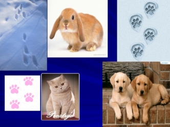 Лиса. Какая? Волк. Какой? Медведь Какой? Бумажный, бумажная, Бумажный, бумажная, бумажное, бумажные. бумажное, бумажные.