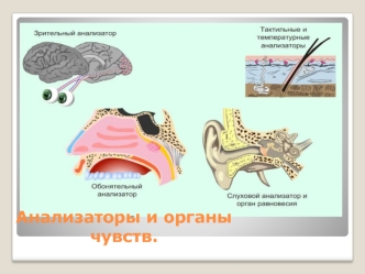 Анализаторы и органы чувств