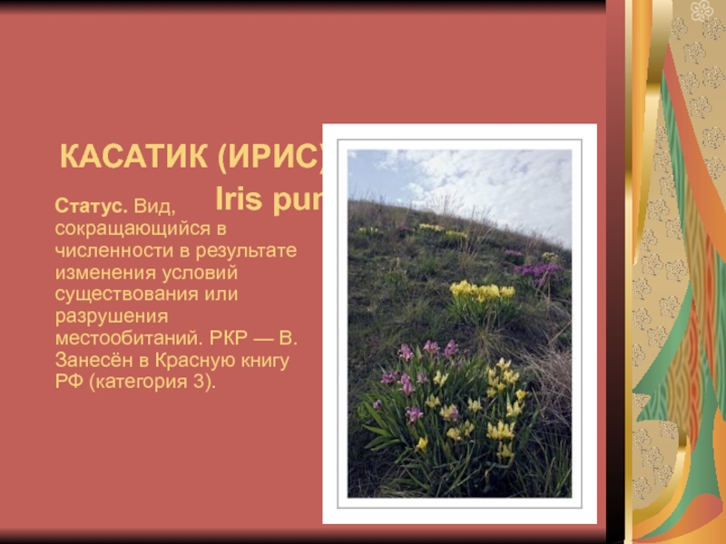 Животные красной книги волгоградской. Растения Волгоградской области занесенные в красную. Цветы Волгоградской области занесенные в красную книгу. Растения Волгоградской области занесенные в красную книгу. Растения красной книги Волгоградской области.