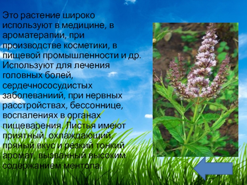 Растения используются