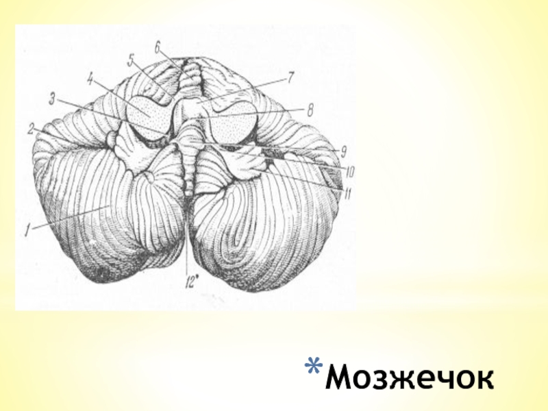 Строение мозжечка рисунок с подписями