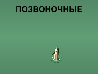 ПОЗВОНОЧНЫЕ