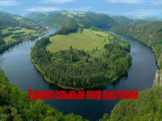 Удивительный мир растений