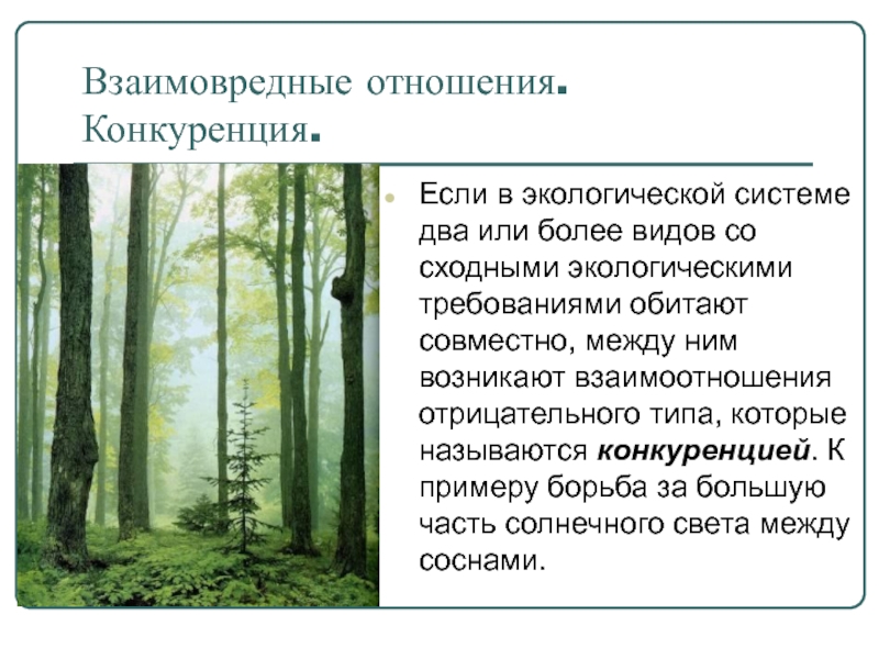 Конкурирующие отношения. Взаимо вредные отношения. Взаимо вредные взаимоотношения примеры. Взаимо вредные отношения конкуренция. Конкуренция в экологии примеры.