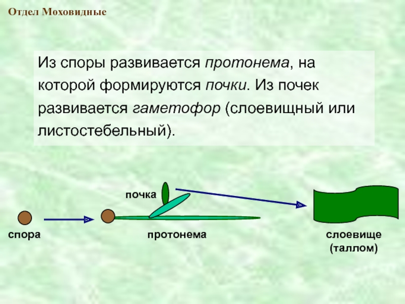 Зеленая нить развивающаяся из споры