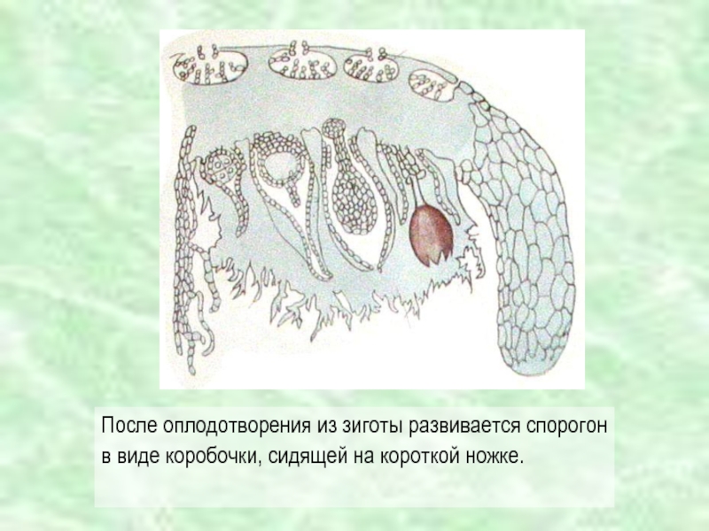 Клетки спорогона образуются из. После оплодотворения из зиготы развивается. Коробочка ножка зигота. Из зиготы развивается коробочка на ножке. Спорогон.