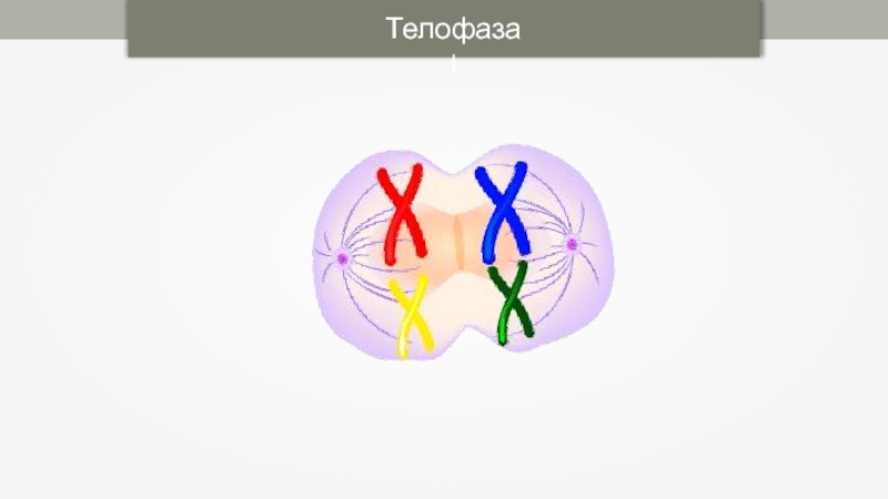 Телофаза набор хромосом. Телофазы мейоза i. Телофаза 2 мейоза диплоидного. Телофаза 1 мейоза рисунок. Телофаза мейоза 2 набор.