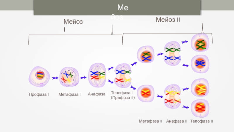Мейоз 1 рисунок