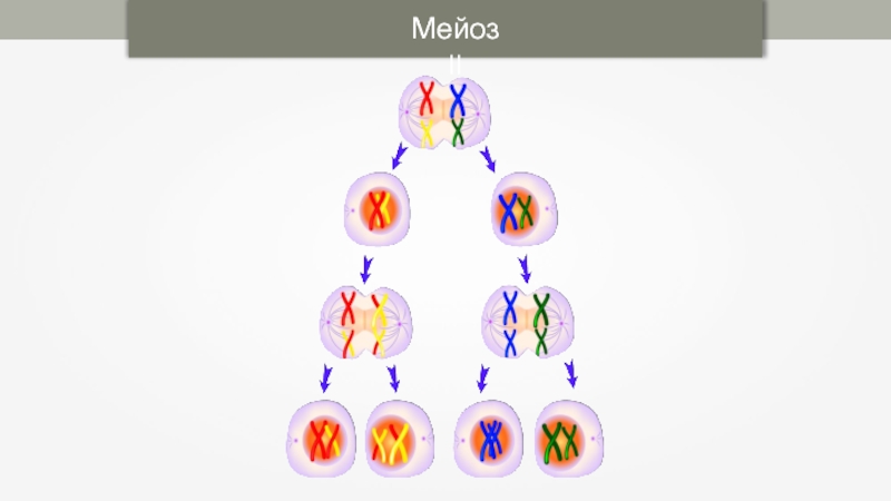 Генеративная клетка набор хромосом