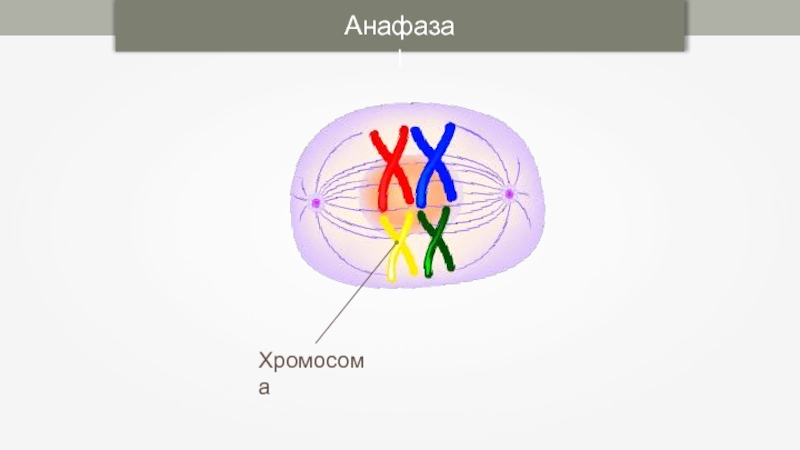 Мейоз анафаза 2 набор хромосом. Хромосомный набор в анафазе мейоза 1. Анафаза 1 набор хромосом. Анафаза i. Анафаза 1 хромосомный набор.