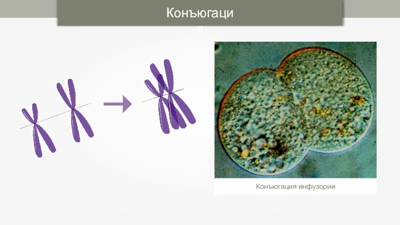 Диплоидный набор днк. Конъюгация митоз. Конъюгация у грибов. Конъюгация инфузорий наборы хромосом. Споры грибов набор хромосом.