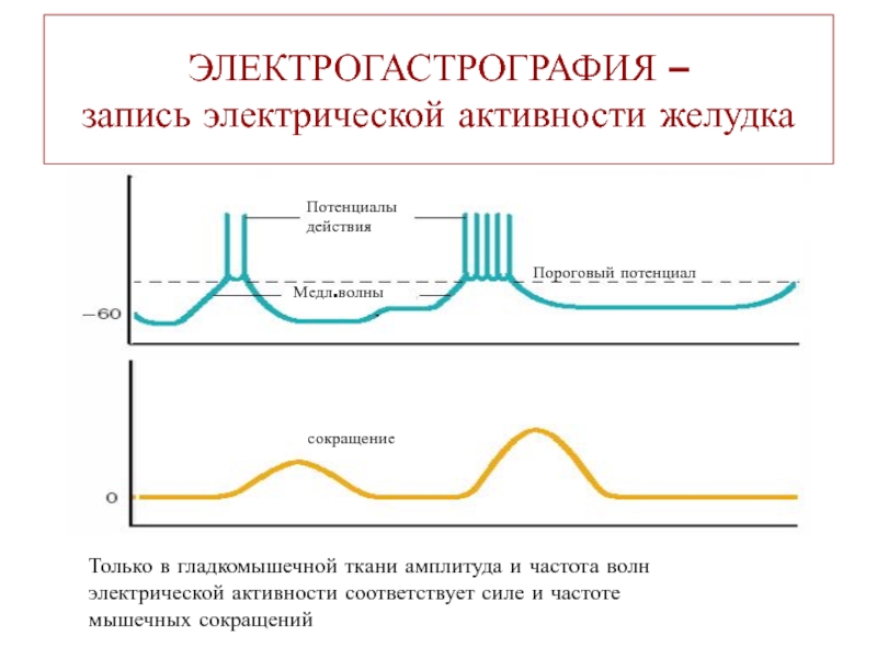 Доминантная частота. Нормокинетическая электрогастрограмма. Потенциал действия гладкомышечных клеток. Частоты электрогастрографии. Беспульсная электрическая активность.